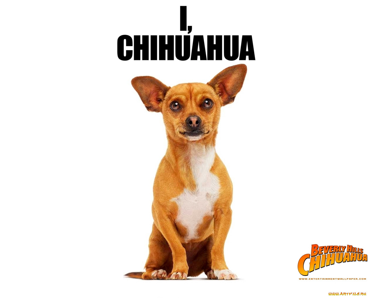 beverly, hills, chihuahua, , 